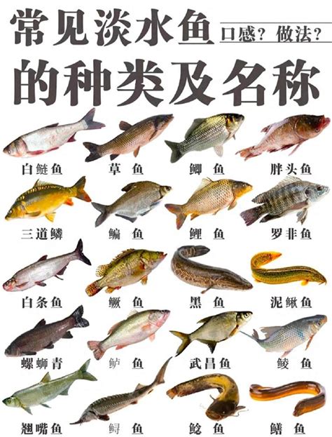 養淡水魚種類